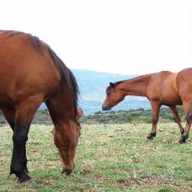 Cria de Cavalls.-Masia de Peracalç.-BAIX PALLARS 